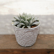 画像をギャラリービューアに読み込む, 【一点物】ハオルチア 白琥珀斑ピリフェラ ミルキー+ 茎からできた鉢STEMNセット
