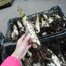 画像をギャラリービューアに読み込む, 【予約商品:2/24以降発送】水芭蕉(ミズバショウ) 花苗 4号 2023年開花見込み株