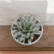 画像をギャラリービューアに読み込む, 【一点物】ハオルチア 白琥珀斑ピリフェラ ミルキー+ 茎からできた鉢STEMNセット