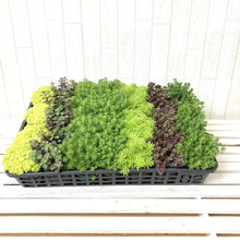 画像をギャラリービューアに読み込む, セダム 3号 14ポット or 28ポットセット