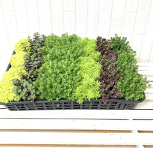 画像をギャラリービューアに読み込む, セダム 3号 14ポット or 28ポットセット