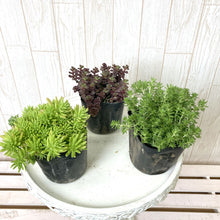 画像をギャラリービューアに読み込む, セダム 3号 14ポット or 28ポットセット