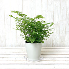 画像をギャラリービューアに読み込む, 【室内におすすめ 観葉植物】 アジアンタム・フリッツルーシー 4号