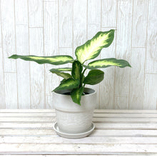 画像をギャラリービューアに読み込む, デヘンバキア・カミーラ 4号 アーバンプランツポットセット