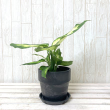 画像をギャラリービューアに読み込む, デヘンバキア・カミーラ 4号 アーバンプランツポットセット