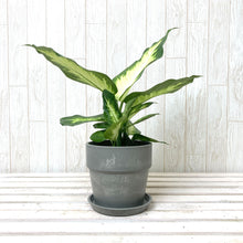 画像をギャラリービューアに読み込む, デヘンバキア・カミーラ 4号 アーバンプランツポットセット