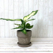 画像をギャラリービューアに読み込む, デヘンバキア・カミーラ 4号 アーバンプランツポットセット
