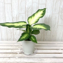 画像をギャラリービューアに読み込む, デヘンバキア・カミーラ 4号 アーバンプランツポットセット