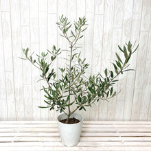 画像をギャラリービューアに読み込む, オリーブの木 6号 (高さ約70cm)瀬戸内産 品種はおまかせ