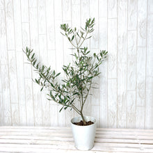 画像をギャラリービューアに読み込む, オリーブの木 6号 (高さ約70cm)瀬戸内産 品種はおまかせ