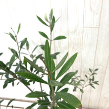 画像をギャラリービューアに読み込む, オリーブの木 6号 (高さ約70cm)瀬戸内産 品種はおまかせ
