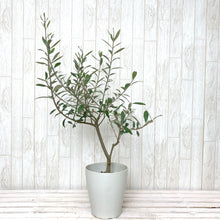 画像をギャラリービューアに読み込む, オリーブの木 5号 (高さ約60cm)瀬戸内産 品種はお任せ