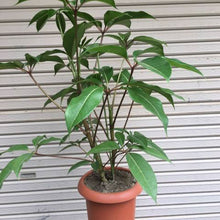 画像をギャラリービューアに読み込む, ツピタンサス・カリプトラツス 8号