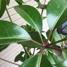 画像をギャラリービューアに読み込む, ツピタンサス・カリプトラツス 8号