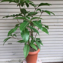 画像をギャラリービューアに読み込む, ツピタンサス・カリプトラツス 8号