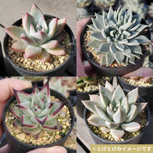 画像をギャラリービューアに読み込む, とげとげ!エケベリア3苗アソートセット 2.5号 国内実生苗