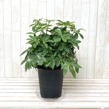 画像をギャラリービューアに読み込む, ホンコンカポック(シェフレラ) 5号