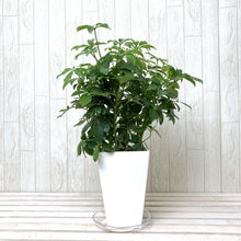 画像をギャラリービューアに読み込む, シェフレラ ・'A'ホンコン スクエア鉢セット 5号