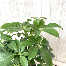 画像をギャラリービューアに読み込む, シェフレラ ・'A'ホンコン スクエア鉢セット 5号