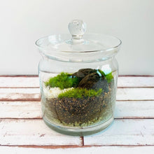 画像をギャラリービューアに読み込む, 【北海道で育った】苔のボトルテラリウム(タマゴケ・シッポゴケ)直径10cm