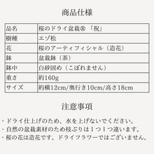 画像をギャラリービューアに読み込む, 桜のドライ盆栽® 「祝」盆栽鉢(茶)※桜の花はフェイクフラワーです