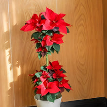 画像をギャラリービューアに読み込む, 【予約商品:11/24発送分】ポインセチア・イタリアンレッド 6号 2段スタンド仕立て