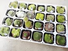 画像をギャラリービューアに読み込む, センペルビウム(センペルビバム) ケース売り 24種セット