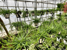 画像をギャラリービューアに読み込む, 【予約商品:12/16以降発送】ユーフォルビア・フラナガニー (孔雀丸) 吊鉢 5号