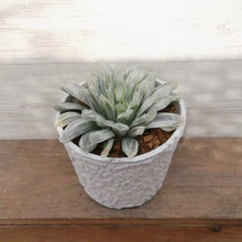 画像をギャラリービューアに読み込む, 【一点物】ハオルチア 白琥珀斑ピリフェラ ミルキー+ 茎からできた鉢STEMNセット