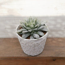 画像をギャラリービューアに読み込む, 【一点物】ハオルチア 白琥珀斑ピリフェラ ミルキー+ 茎からできた鉢STEMNセット