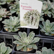 画像をギャラリービューアに読み込む, エケベリア・ファンタスティックファウンテン 2.5号 国内実生苗