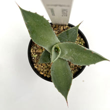 画像をギャラリービューアに読み込む, アガベ・ポタトラム 2.5号 【国内実生苗】