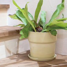 画像をギャラリービューアに読み込む, アーバンプランツポットソリッドφ135mm (4号目安)