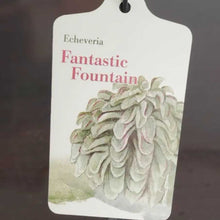 画像をギャラリービューアに読み込む, エケベリア・ファンタスティックファウンテン 2.5号 国内実生苗