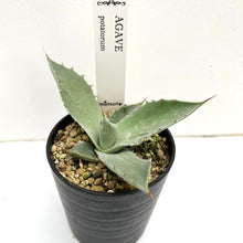 画像をギャラリービューアに読み込む, アガベ・ポタトラム 2.5号 【国内実生苗】