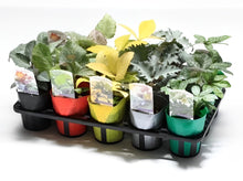 画像をギャラリービューアに読み込む, 【予約商品:11/25発送】クリスマスローズ 当年開花見込み株 カラーリーフアソート 花苗 5ポットセット