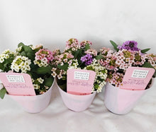 画像をギャラリービューアに読み込む, 【予約商品:11/25発送】スイートアリッサム・ジュエリーミックス 花苗 3ポットセット