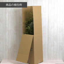 画像をギャラリービューアに読み込む, パキラ ねじり 7号 室内におすすめ 観葉植物