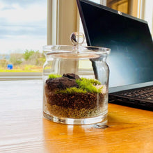 画像をギャラリービューアに読み込む, 【北海道で育った】苔のボトルテラリウム(タマゴケ・シッポゴケ)直径10cm