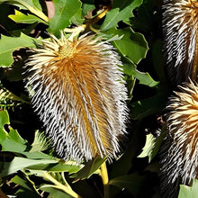 画像をギャラリービューアに読み込む, 【販売期間:3月5日まで】バンクシア・クエルキフォリア 1鉢