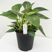 画像をギャラリービューアに読み込む, 【数量限定】フィロデンドロン・バーキン 5号 1鉢