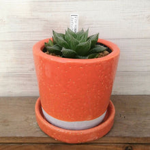 画像をギャラリービューアに読み込む, 【一点物】ハオルチア・ウェディングベル(オブツーサ交配種 特美裏窓 )+DULTONポットセット(オレンジ)