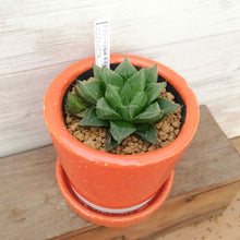 画像をギャラリービューアに読み込む, 【一点物】ハオルチア・ウェディングベル(オブツーサ交配種 特美裏窓 )+DULTONポットセット(オレンジ)