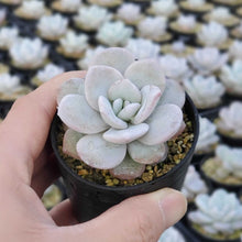 画像をギャラリービューアに読み込む, エケベリア・ラウィ 2.5号 【国内実生苗】