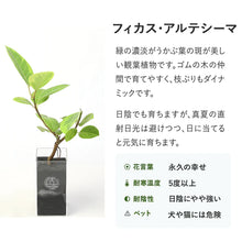 画像をギャラリービューアに読み込む, 【土を使わない観葉植物】テーブルプランツ (Table Plants) フィカス(ゴムの木)