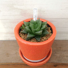 画像をギャラリービューアに読み込む, 【一点物】ハオルチア・ウェディングベル(オブツーサ交配種 特美裏窓 )+DULTONポットセット(オレンジ)