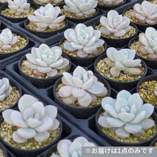 画像をギャラリービューアに読み込む, エケベリア・ラウィ 2.5号 【国内実生苗】