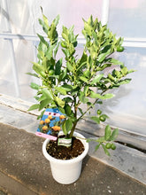 画像をギャラリービューアに読み込む, 【予約商品:12/2以降発送】種なし金柑・ぷちまる(キンカン) 実付き 6号