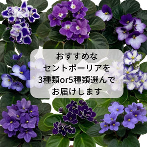 セントポーリア（紫、青系）3鉢/5鉢  専用培養土1Lセット【植え替えにおすすめ】