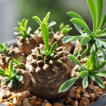 画像をギャラリービューアに読み込む, 【1点もの】ユーフォルビア 峨眉山+DULTONポットセット(シルバー)